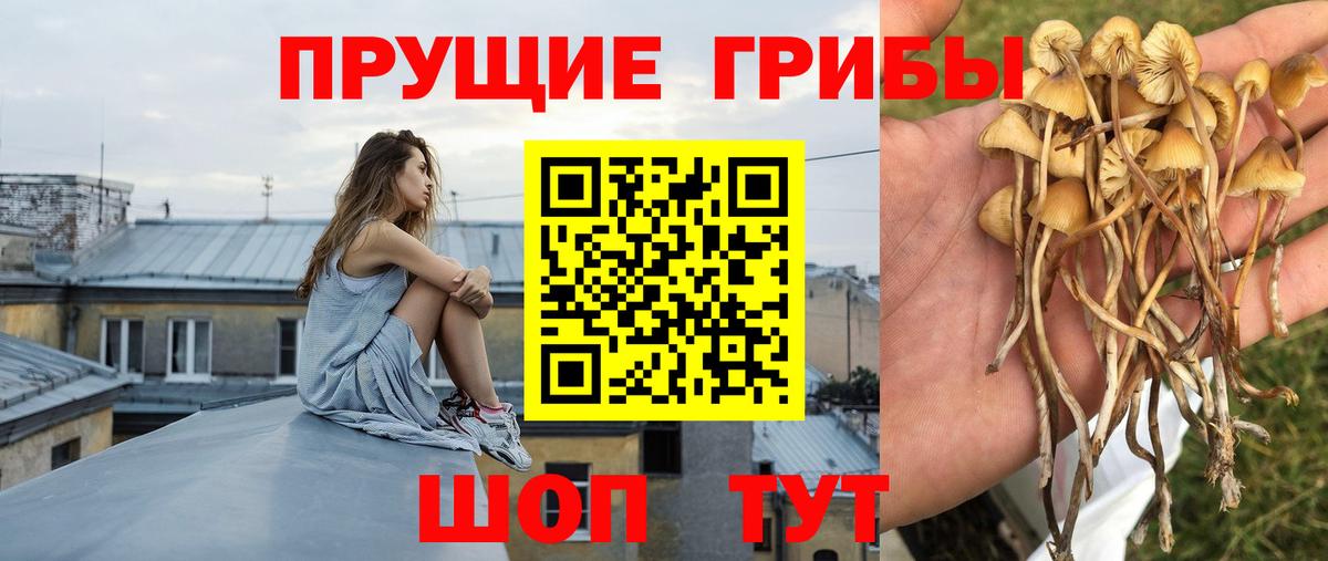 Псилоцибиновые грибы мицелий Дмитров
